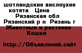 шотландские вислоухие котята › Цена ­ 3 500 - Рязанская обл., Рязанский р-н, Рязань г. Животные и растения » Кошки   